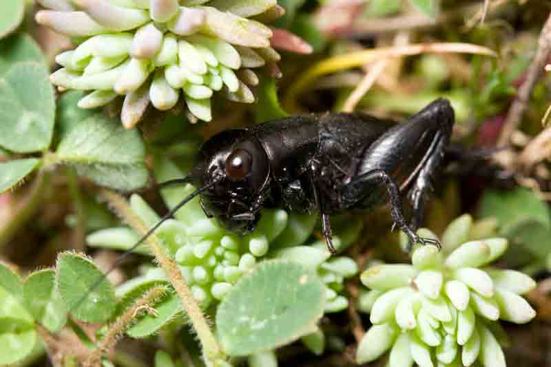 Per me sconosciuto... giovane Gryllus campestris